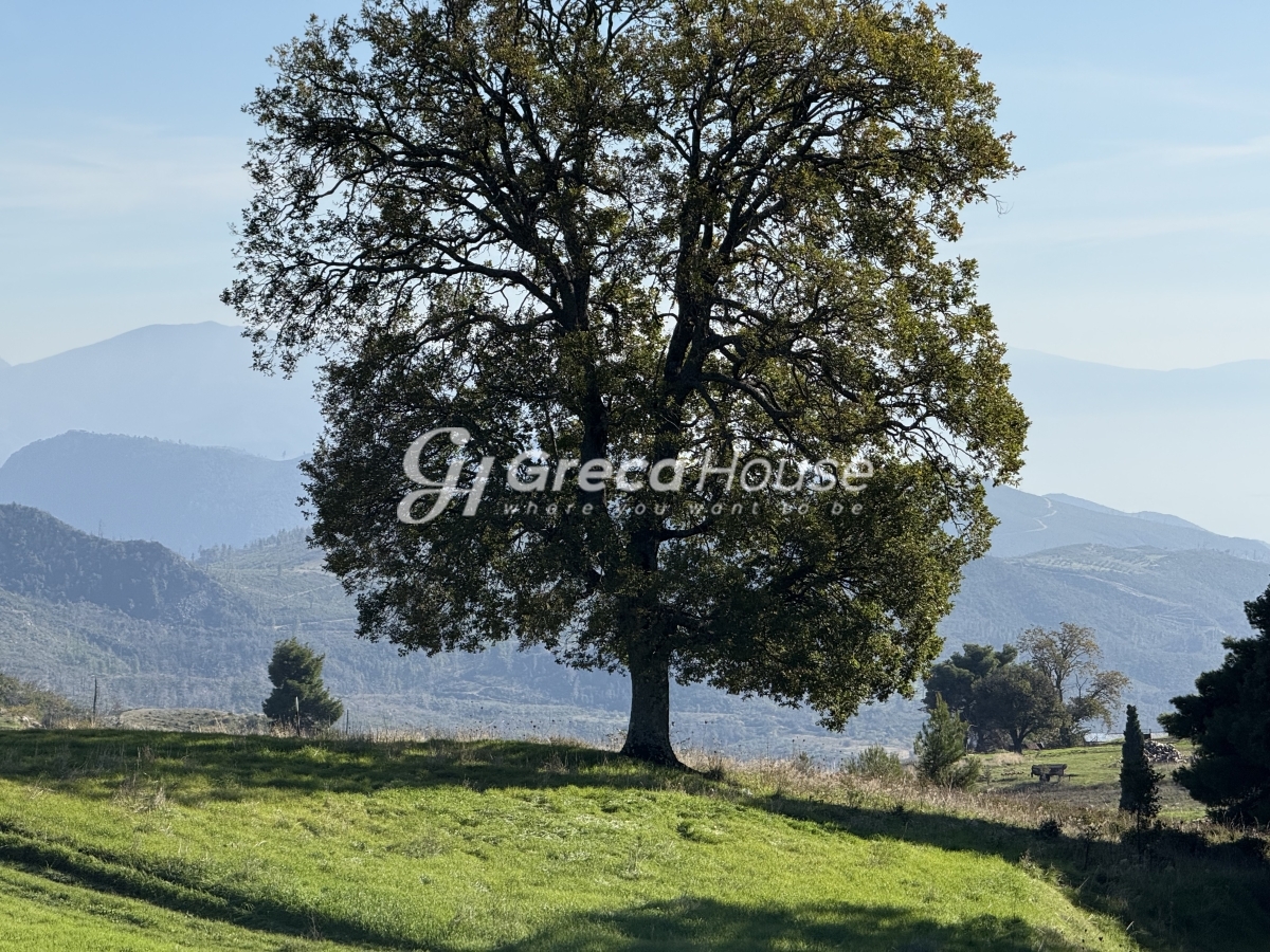Κτήριο στην Δρυμώνα, Λίμνη — Φωτογραφία 28 από 30