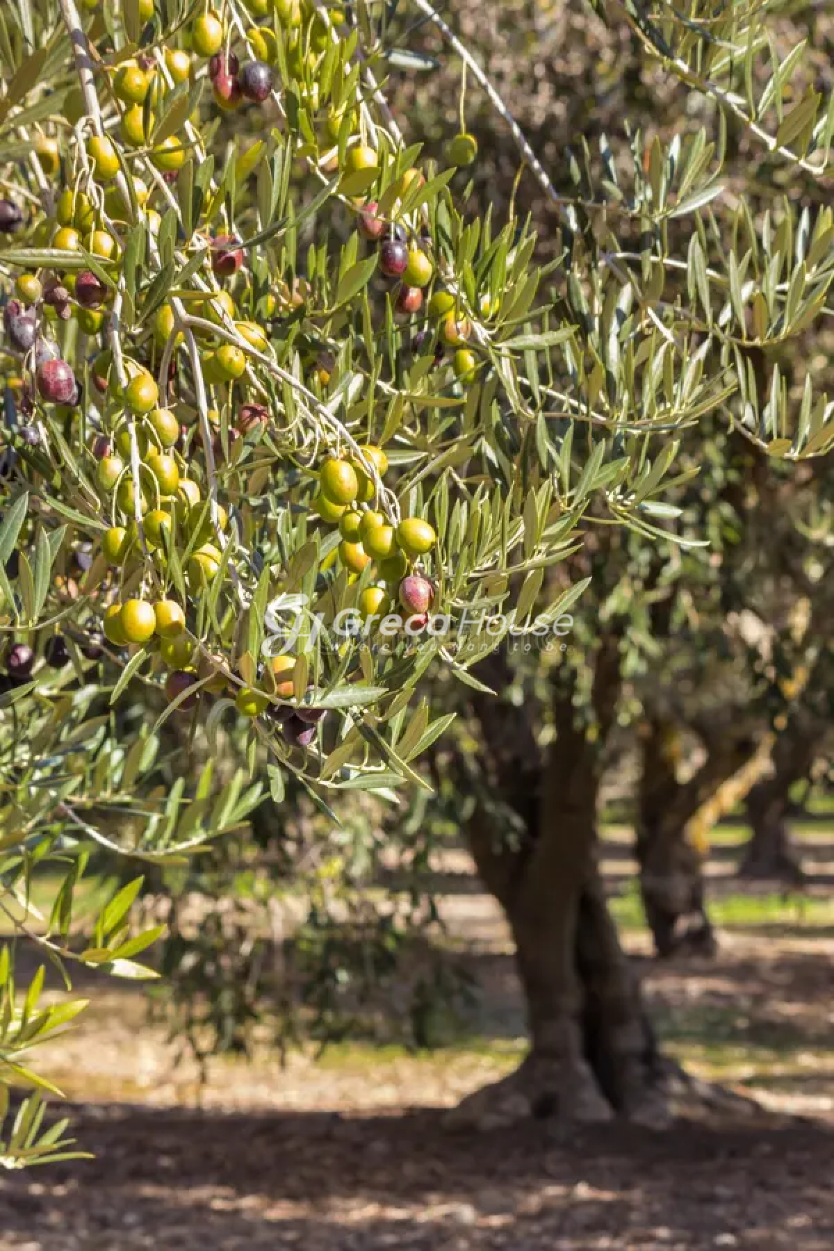 Αγροτεμάχιο στην Λίμνη, Σμήνος — Φωτογραφία 7 από 12