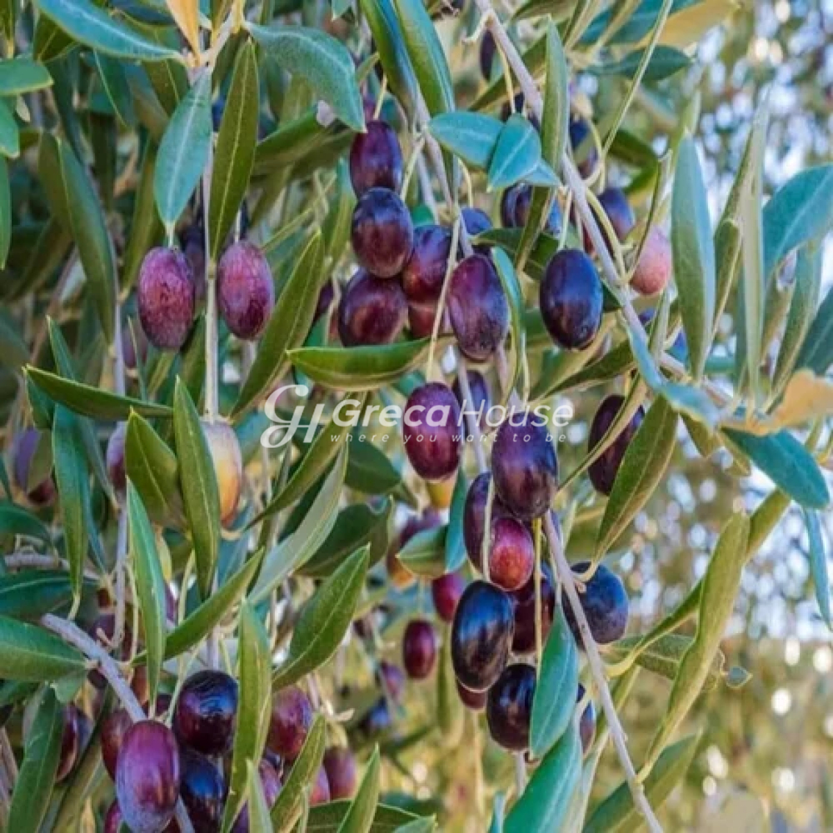 Αγροτεμάχιο στην Λίμνη, Σμήνος — Φωτογραφία 10 από 12